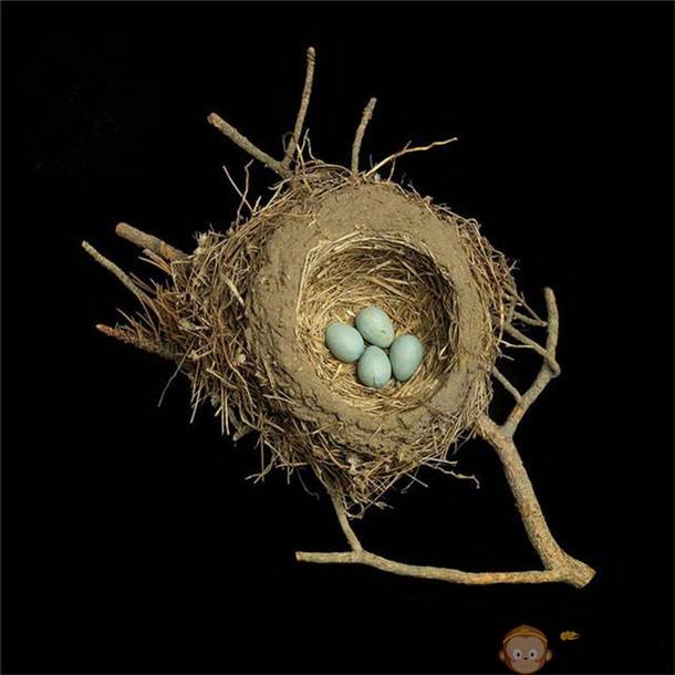 然后再图纸上构建家园设计图,筑造鸟巢也是这样的哦!